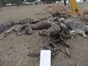 Los expertos consideran que la mortandad de animales se puede prevenir creando áreas protegidas.